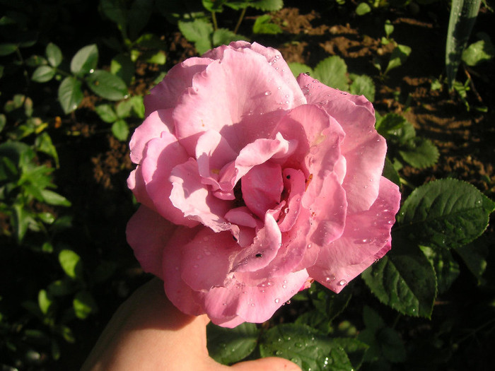 2553653060075666569FSTmAE_fs