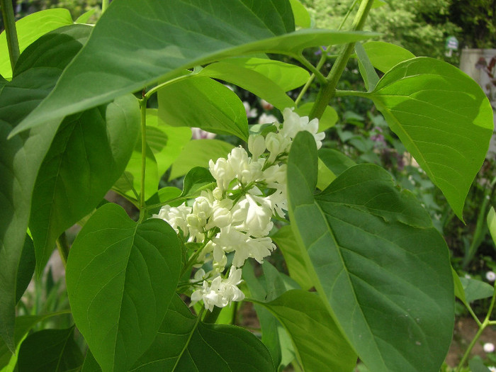 2558805730075666569LciIHX_fs