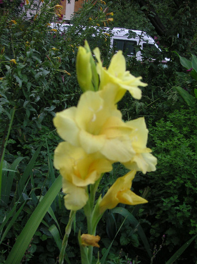 2561802030075666569VFiGgS_fs