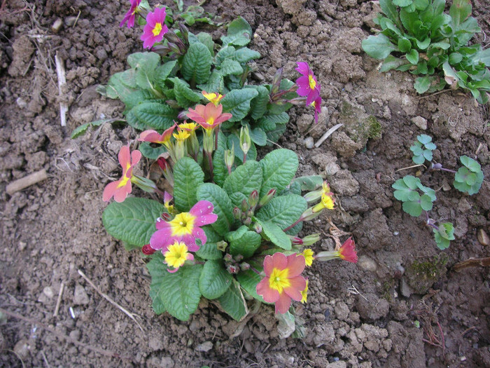 2562818240075666569tgxrDm_fs