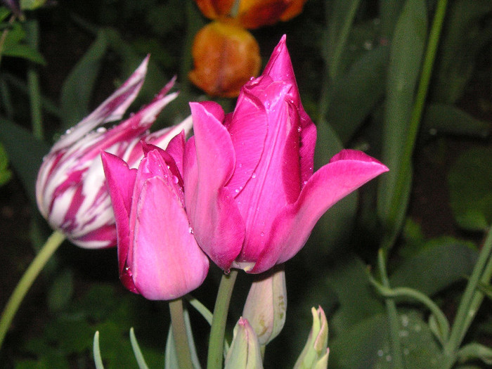 2567307260075666569TdrllX_fs