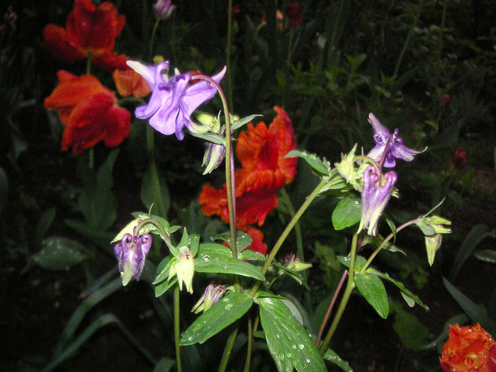 2567559200075666569VfqBMk_fs