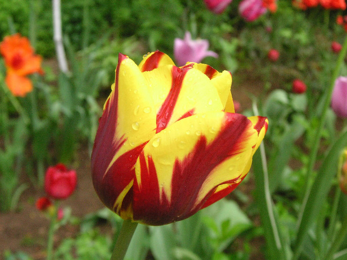 2572841620075666569FjJOBS_fs