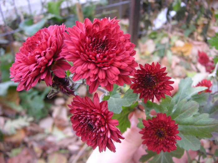 2574523150075666569zLNqDd_fs