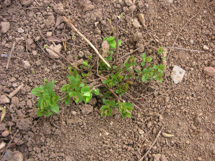 2590291040075666569LNFJaX_fs