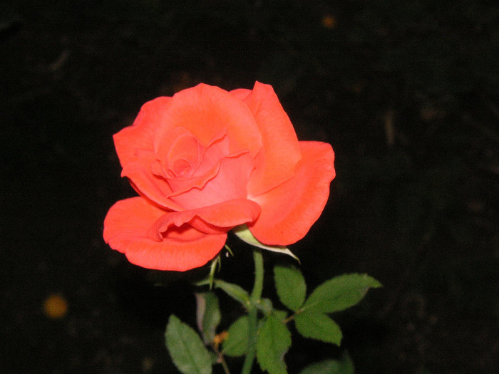 2596600460075666569MgscNc_fs