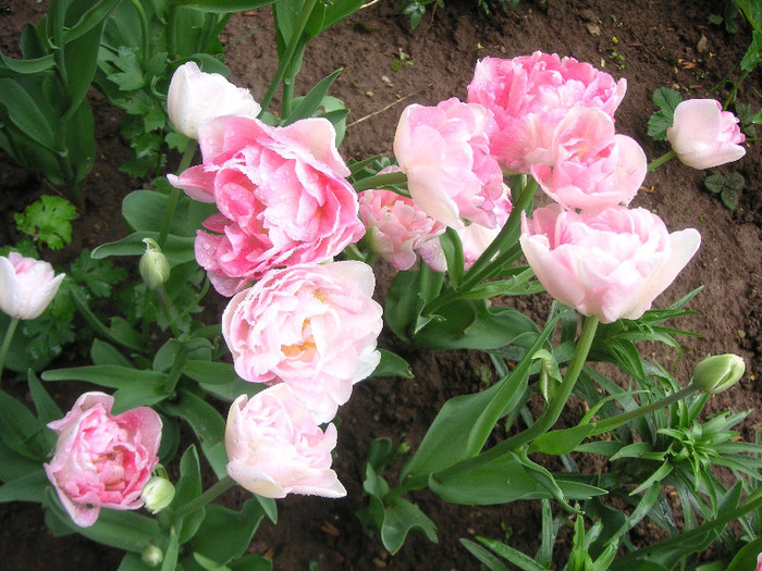 2597155760075666569KflebM_fs