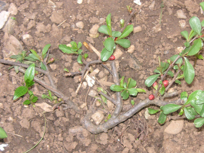 2599509030075666569hDiicR_fs