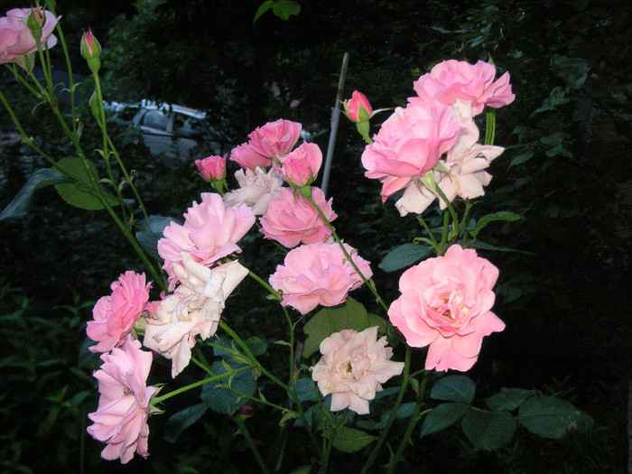 2600698350075666569qwwJLN_fs