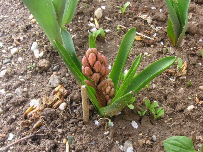 2603393520075666569jpmlLO_fs