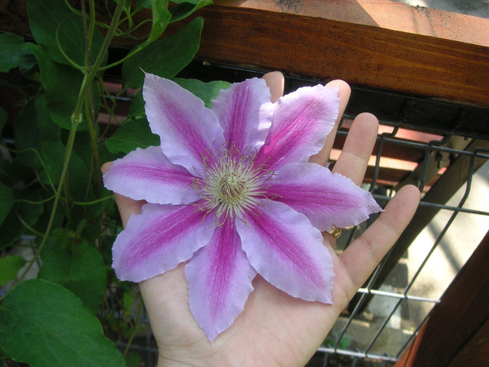 2606781670075666569zoWibt_fs