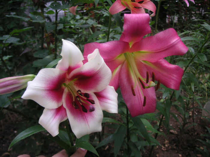 2610941200075666569JECJAW_fs