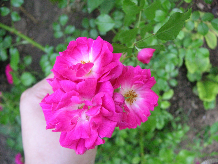 2611653790075666569dBrQiN_fs