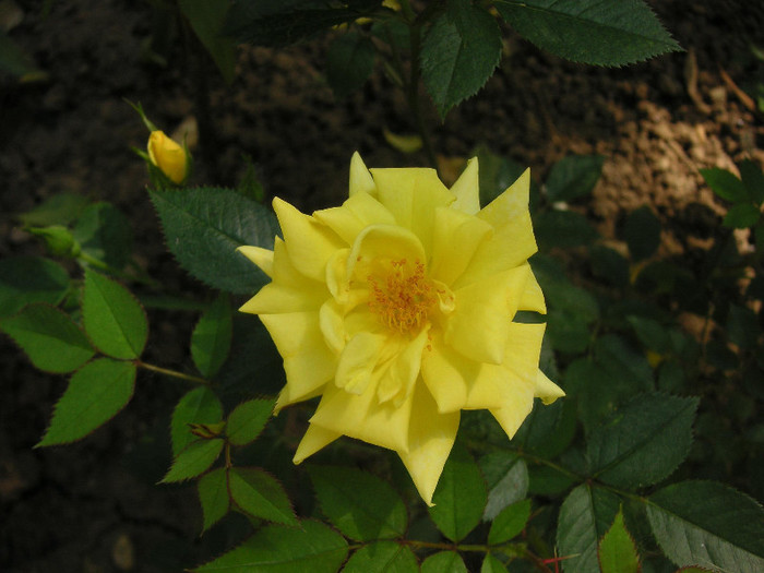 2623903060075666569jJACsc_fs