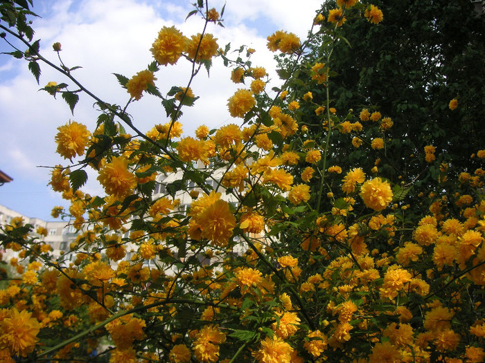 2627965720075666569VrAMcz_fs