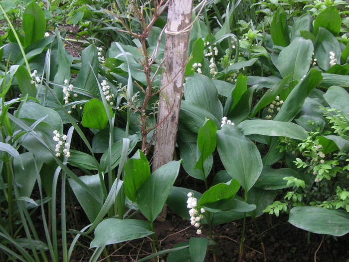 2628186620075666569vrmTcn_fs