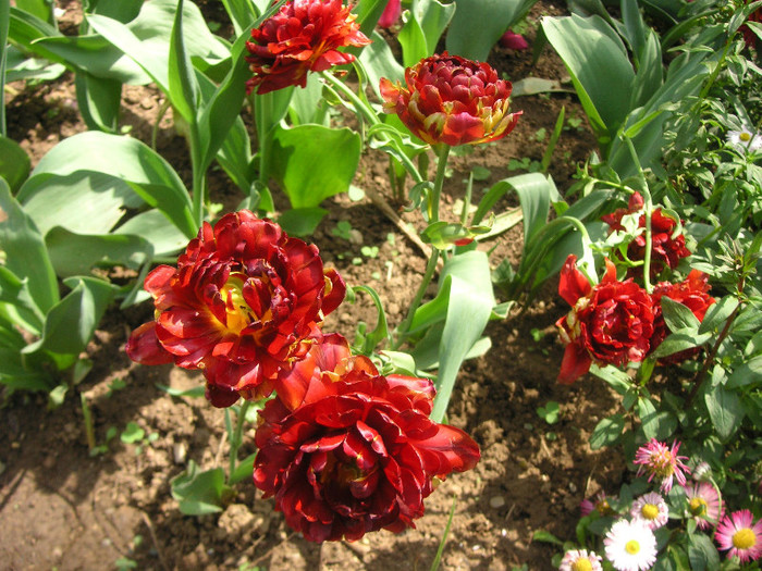 2632487530075666569yyaHbm_fs