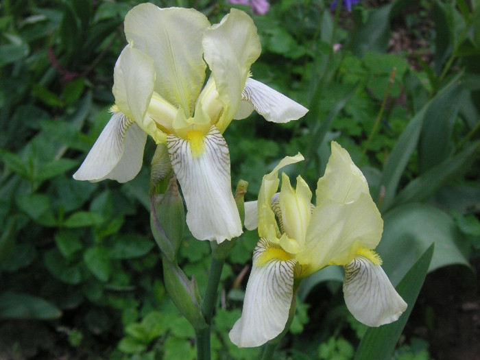 2633321480075666569SLwiKP_fs