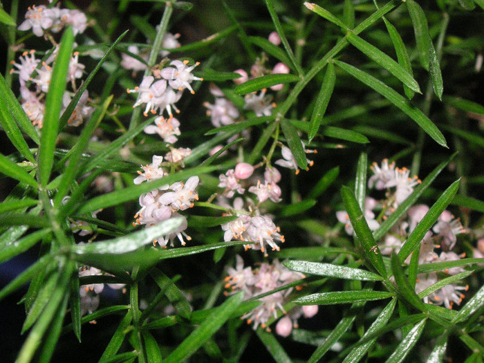 2643447510075666569gbbCsi_fs