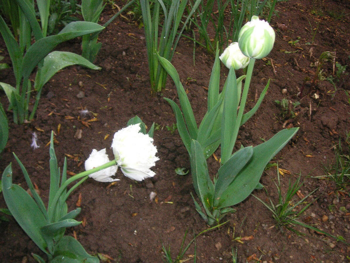 2644056520075666569WrJftF_fs