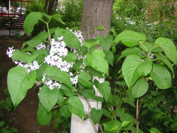 2647923860075666569POTtor_fs