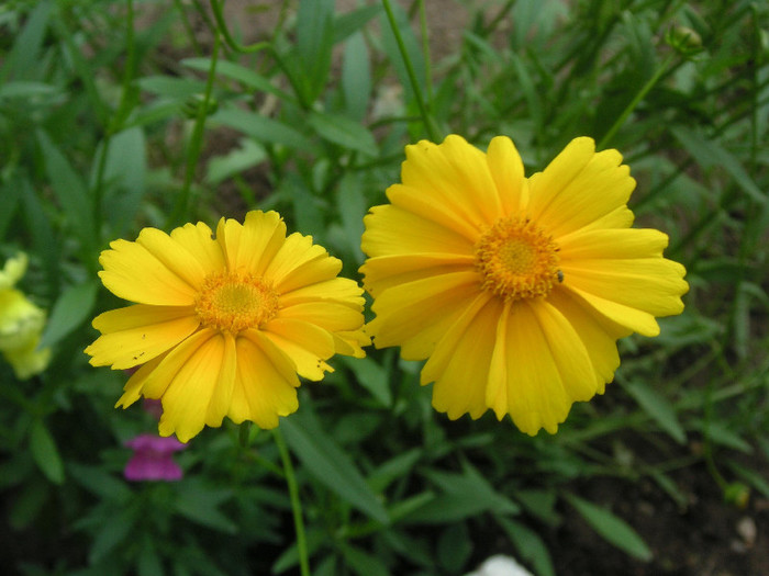 2650727600075666569BbCcLu_fs