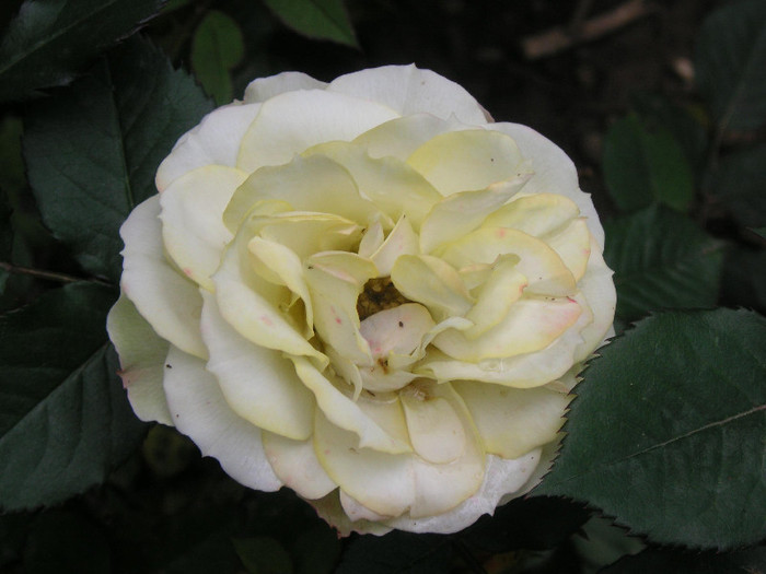 2655164930075666569zTYdJl_fs