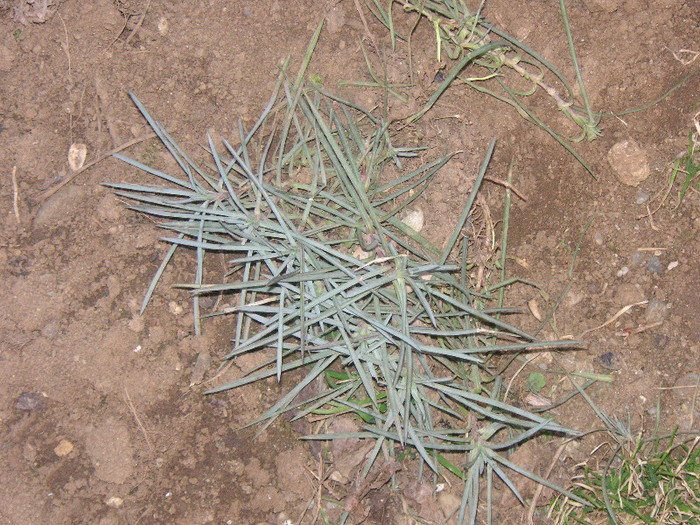 2660656340075666569chpBLa_fs