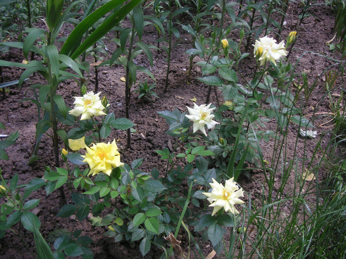 2662395440075666569BEAuyn_fs