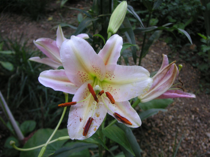 2665856080075666569inWILC_fs