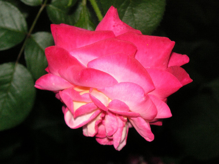 2686378060075666569BJqLeg_fs