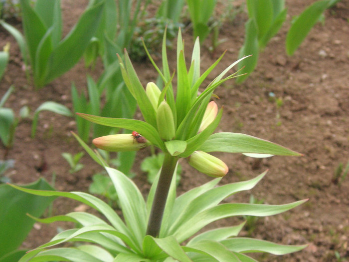 2691001110075666569SgKlNF_fs