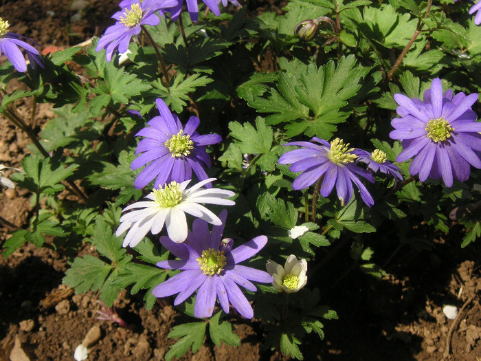 2700518780075666569MXMkfp_fs