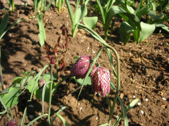 2705232790075666569IywVPL_fs