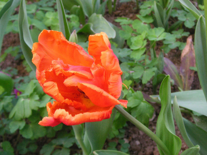 2744875110075666569qHePqX_fs