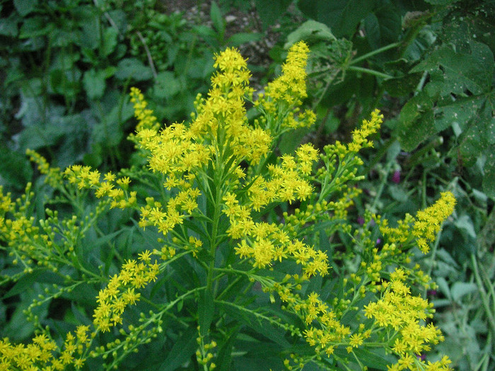 2750192910075666569GEdFly_fs