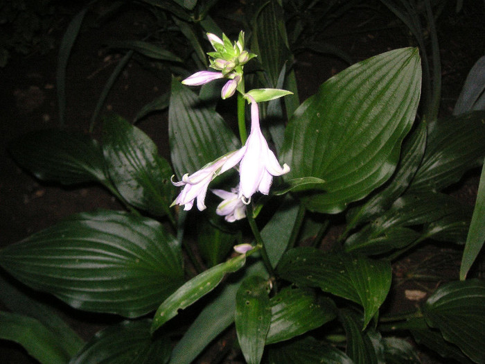 2765037310075666569YCCqlY_fs