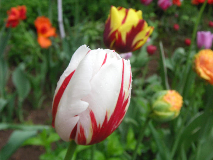 2785798370075666569LUlqsc_fs