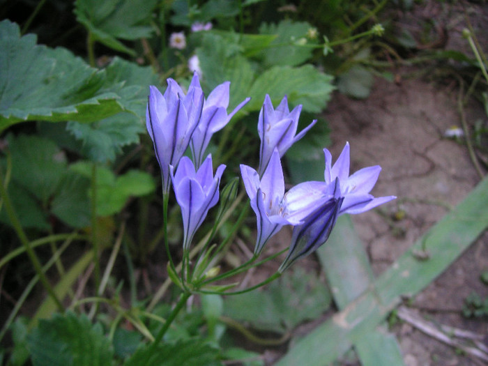 2790034420075666569krOCdD_fs