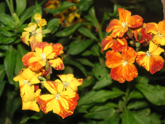 2790790410075666569KvFHbL_fs