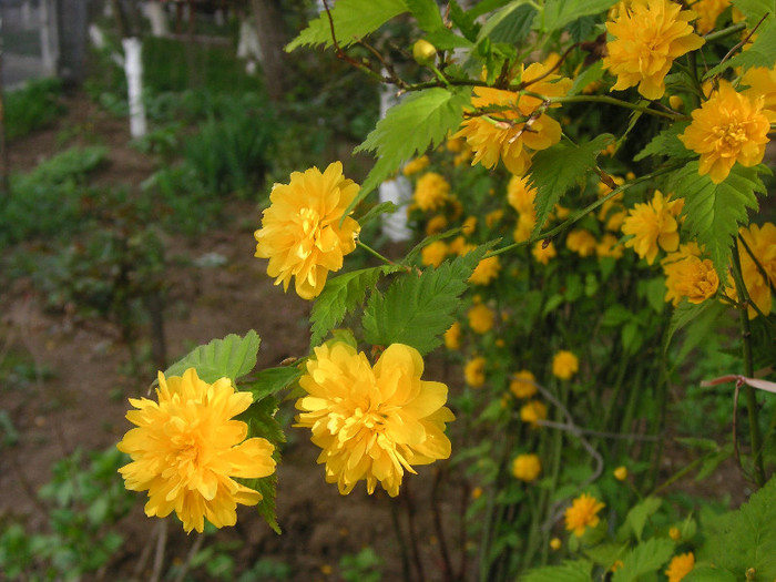 2795788130075666569gZjdqC_fs