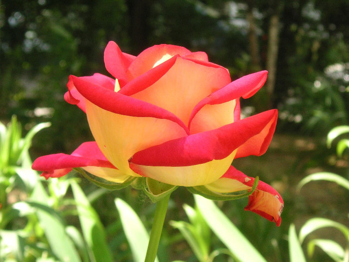 2804740860075666569nllnqc_fs