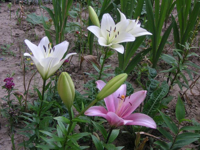 2817158190075666569fFNroR_fs