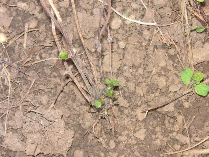 2817460070075666569Wltsaq_fs