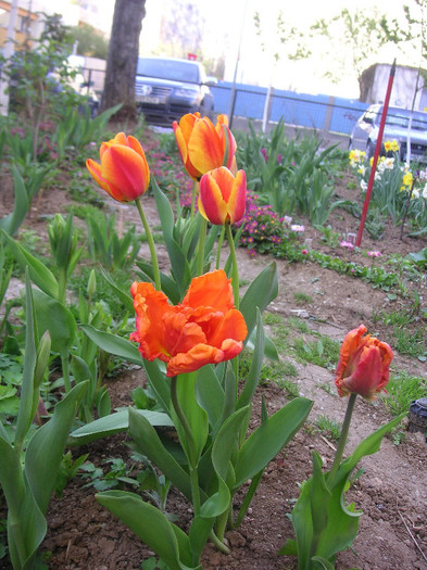 2838133660075666569FrSDfd_fs - Gradina III