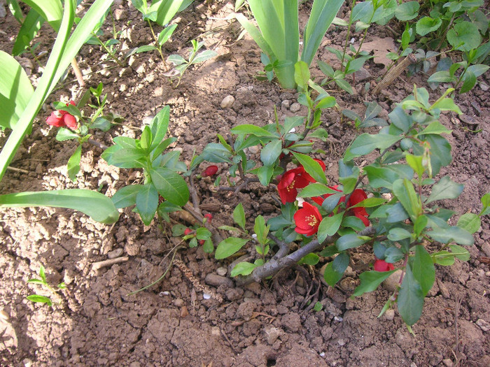 2857114800075666569tyOYcv_fs