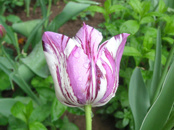 2858377780075666569EktIOf_fs