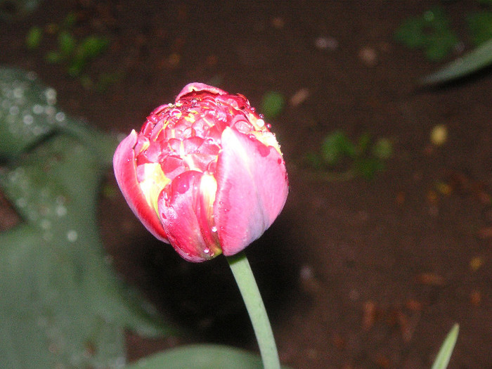 2862087060075666569ZGKrdo_fs