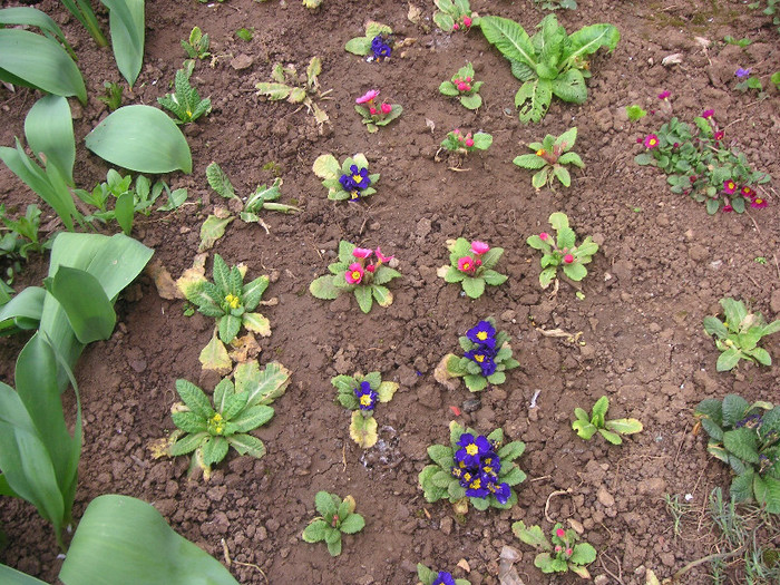 2863347720075666569ibPSLF_fs