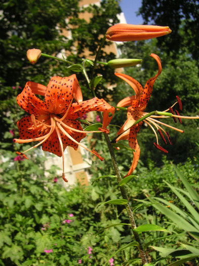 2871630150075666569MRVOOo_fs